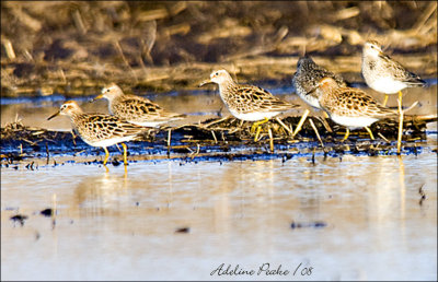 Unidentified Shore bird