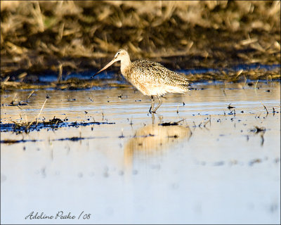 Marbled Godwit