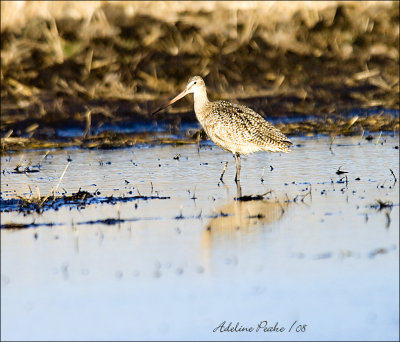 Marbled Godwit