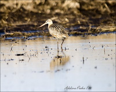 Marbled Godwit