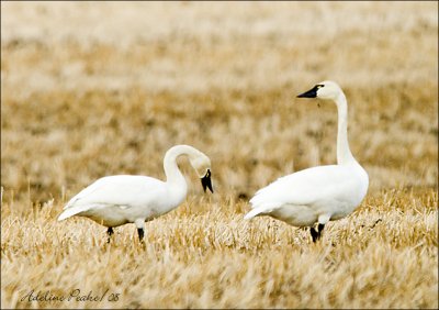 Tundra Swans