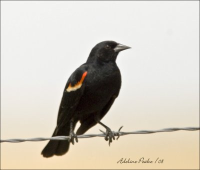 Red-winged Blackbird