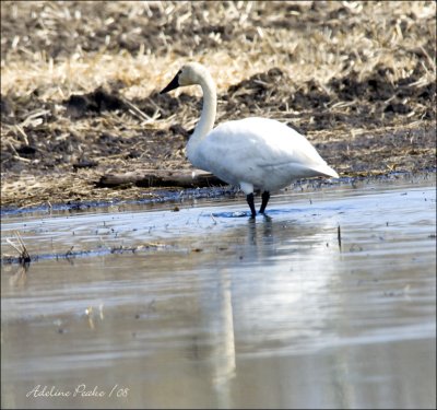 Tundra Swan