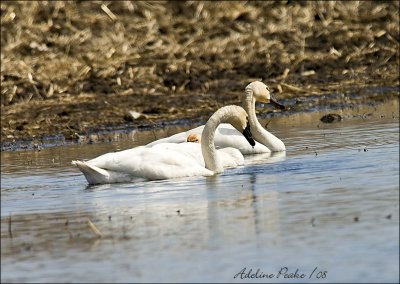 Tundra Swan Pair