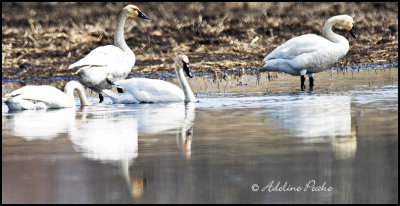 Tundra Swans