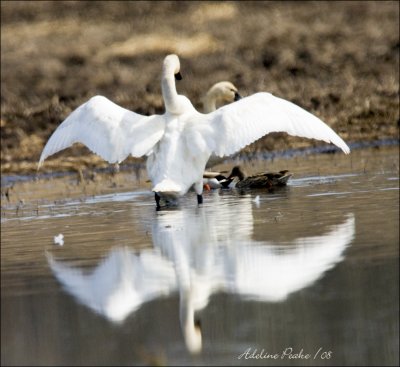 Tundra Swan Shooing the Mallards