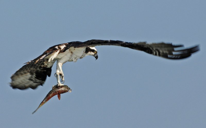 OSPREY