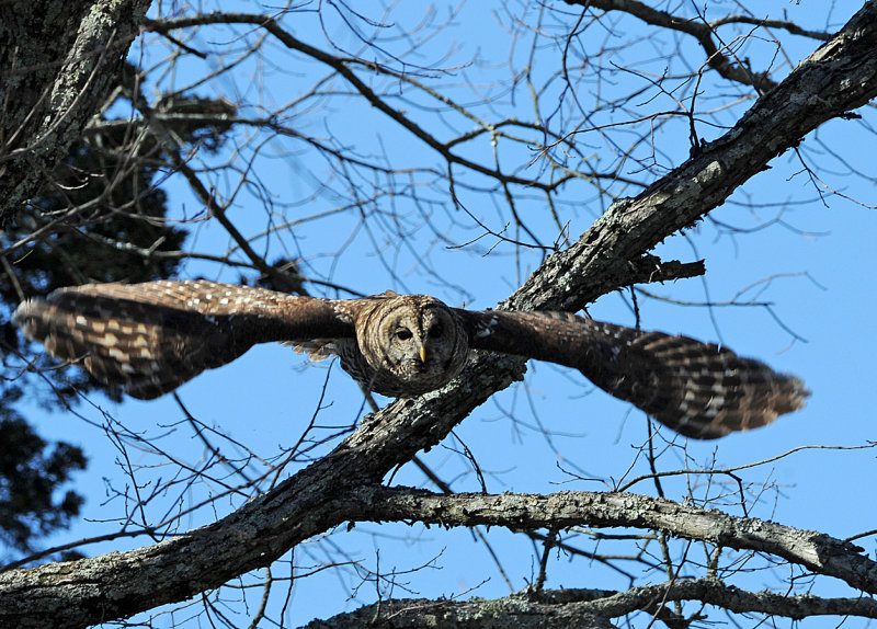 BARRED OWL