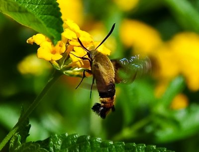 SNOWBERRY CLEARWING (Hemaris diffinis)