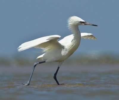 REDDISH EGRET (Adult White Morph)