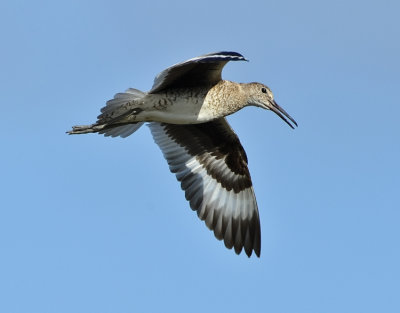 WILLET