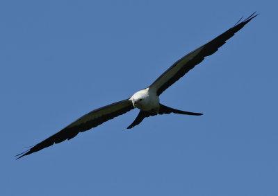 SWALLOW-TAILED KITE