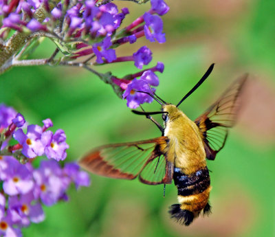 SNOWBERRY CLEARWING (Hemaris diffinis)