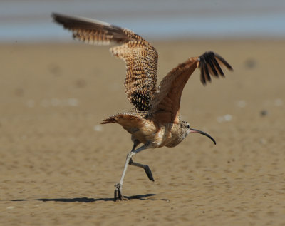 LONG-BILLED CURLEW