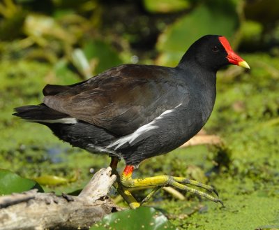 COMMON MOORHEN