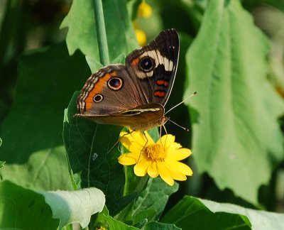 COMMON BUCKEYE (Precis coenia)