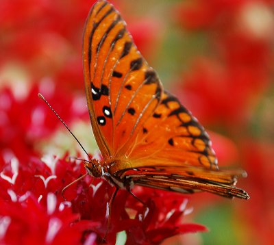 GULF FRITILLARY (Agraulis vanillae)