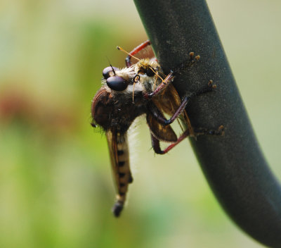 ROBBER FLY WITH PREY