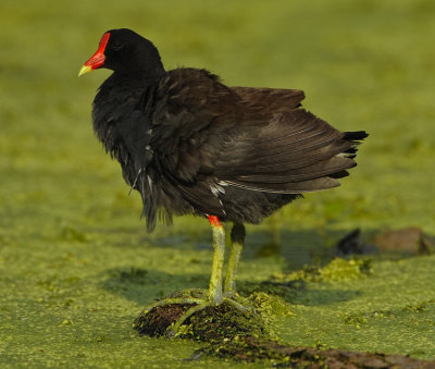 COMMON MOORHEN