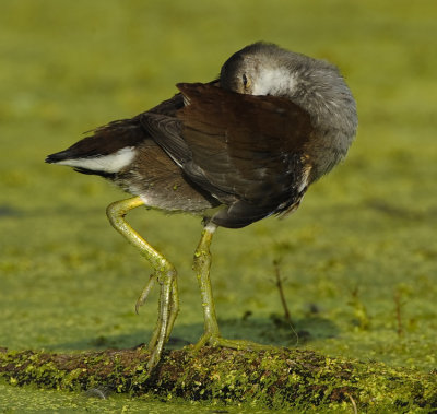 COMMON MOORHEN