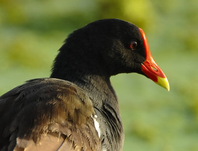 COMMON MOORHEN