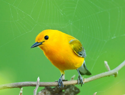 PROTHONOTARY WARBLER