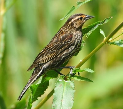 RED-WINGED BLACKBIRD