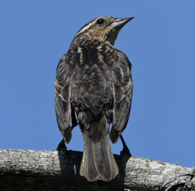 RED-WINGED BLACKBIRD