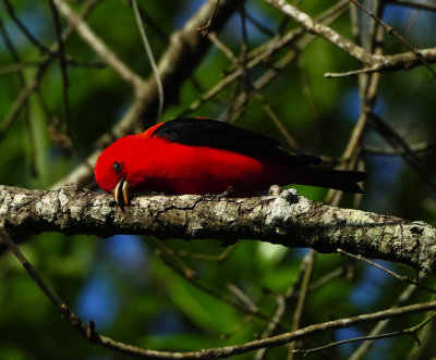 SCARLET TANAGER