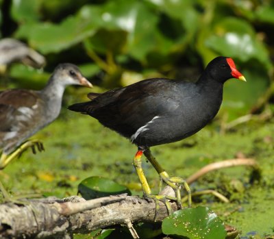 COMMON MOORHEN