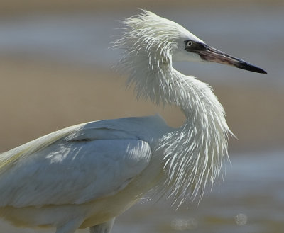 REDDISH EGRET (Adult White Morph)