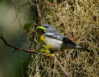 NORTHERN PARULA