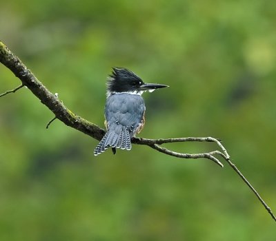 BELTED KINGFISHER ♀