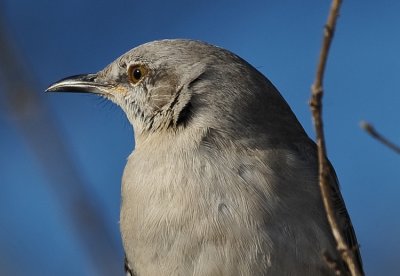 NORTHERN MOCKINGBIRD