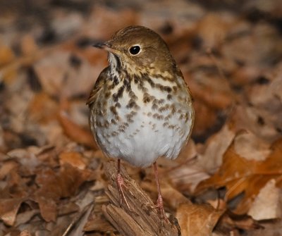 HERMIT THRUSH