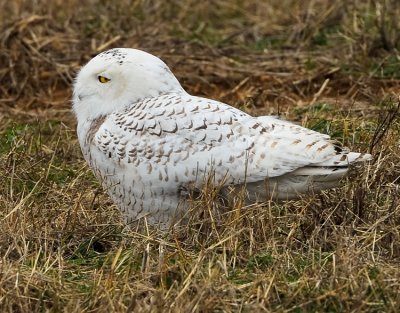 SNOWY OWL