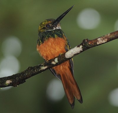 RUFOUS-TAILED JACAMAR