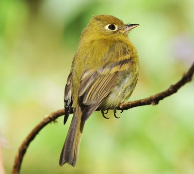 YELLOWISH FLYCATCHER