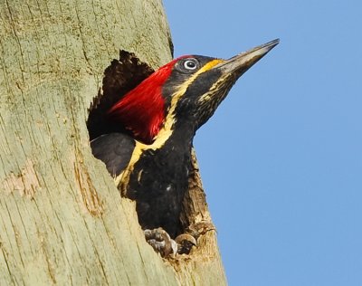 LINEATED WOODPECKER