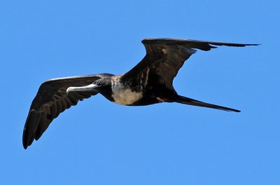 MAGNIFICENT FRIGATEBIRD