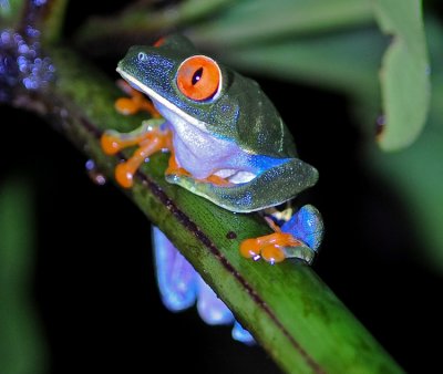 GAUDY LEAF FROG