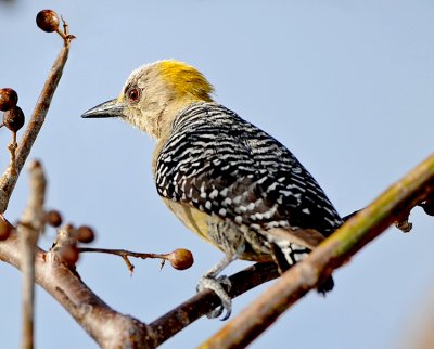 HOFFMANN'S WOODPECKER