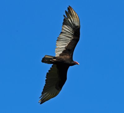 TURKEY VULTURE