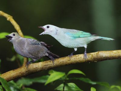 BLUE-GRAY AND PALM TANAGER