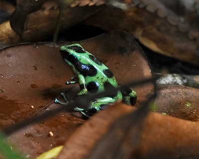 GREEN AND BLACK POISON-DART FROG