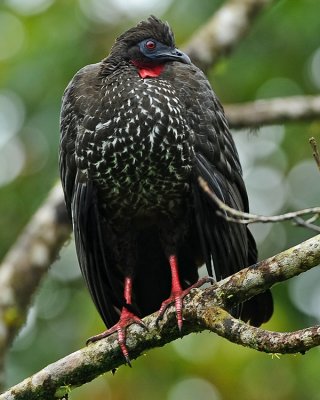 CRESTED GUAN