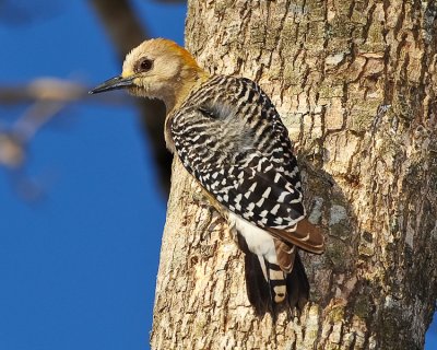 HOFFMANN'S WOODPECKER