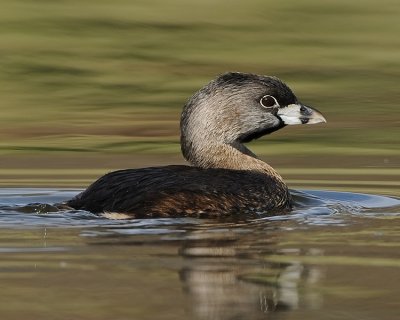 PIED-BILLED GREBE