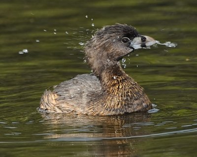 PIED-BILLED GREBE