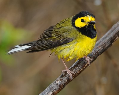 HOODED WARBLER